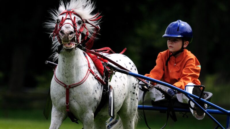 Darting Stars Luke Littler and Stephen Bunting Enter the World of Racehorse Ownership